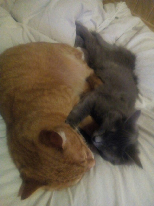 Коты и Кошки