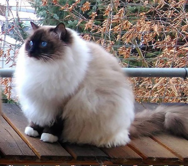 Коты и Кошки