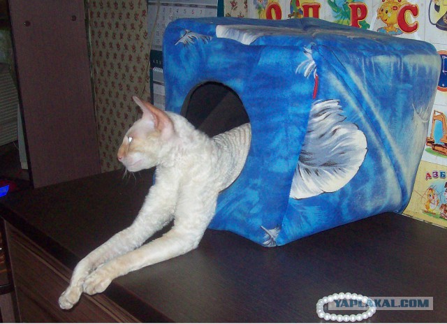 Коты и Кошки