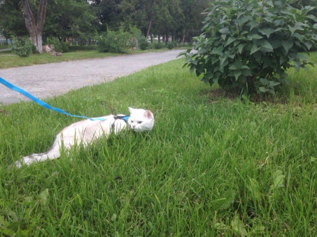 Котовторник 18.07.2017