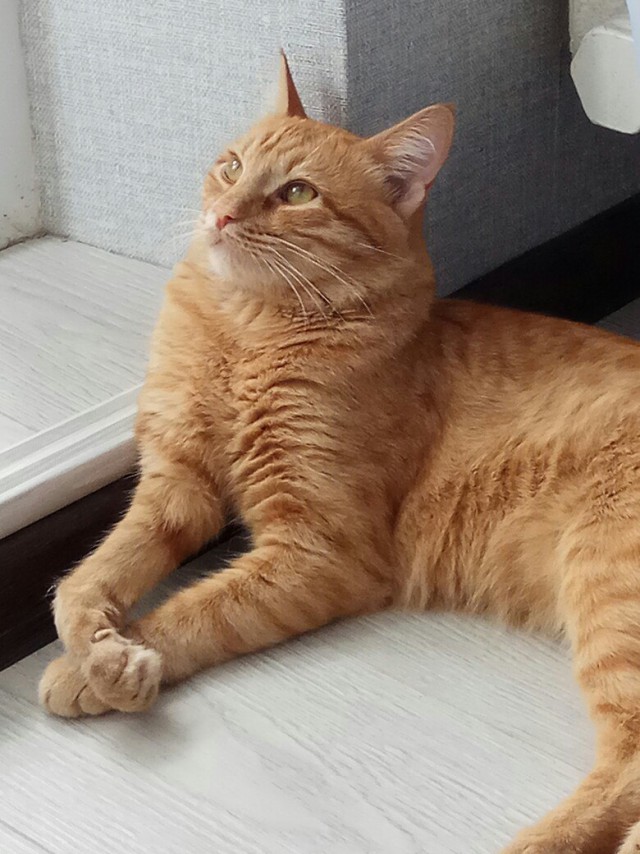 Коты и Кошки