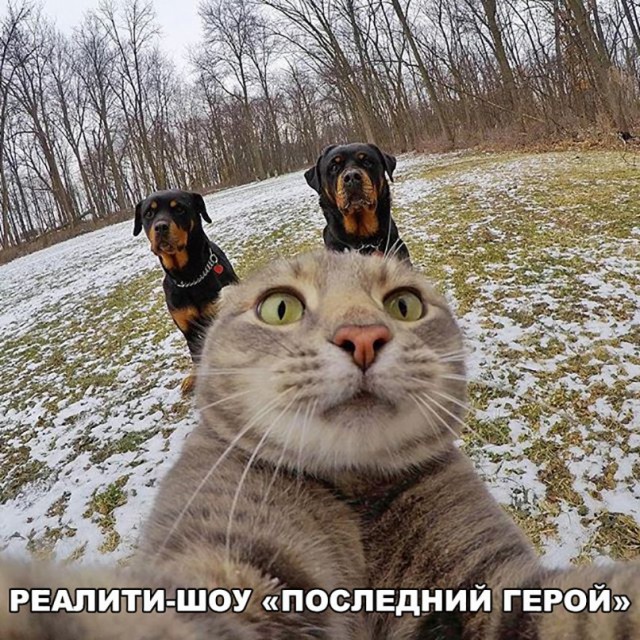 Прикольных котов пост