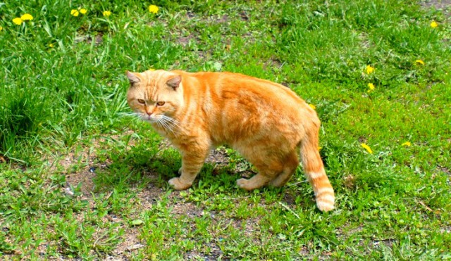 Котовторник 05.06.2018