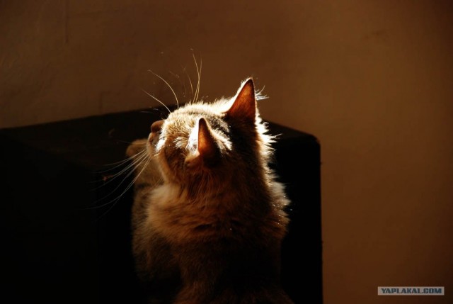 Котовторник на ЯПлакалъ
