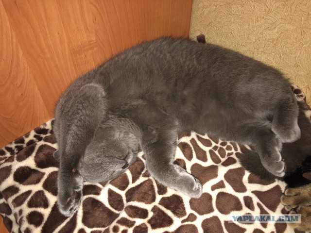 Котовторник  31.07.2018