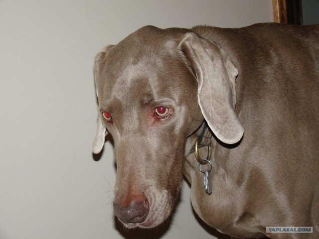 Собака породы Ваймаранер (9 фото)