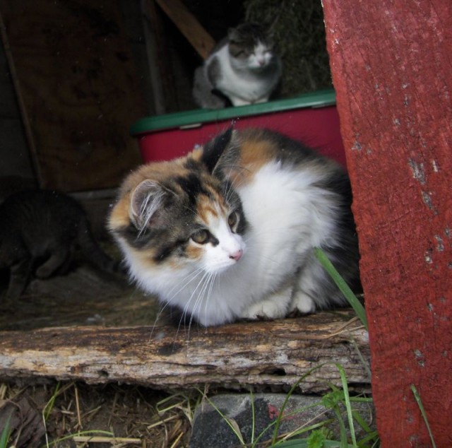 Котовторник (24.03)