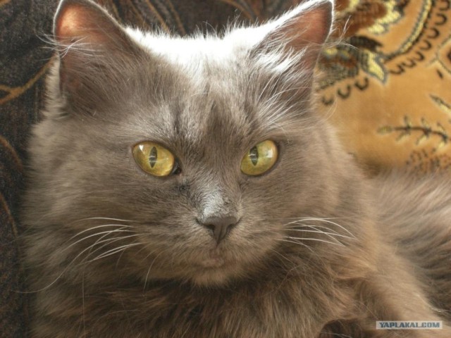 Котовторник на ЯПе (21.04.2009)