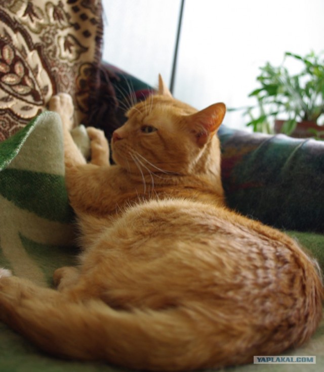 Котопятница