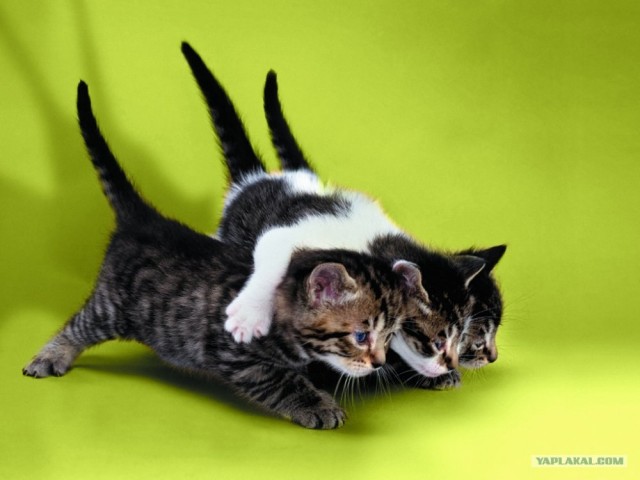 Котовторник?