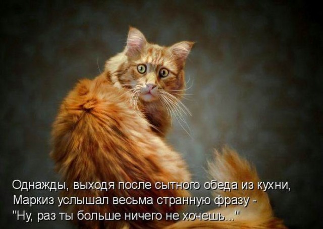 Котовторник 15.02.2011