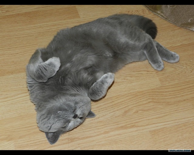 Котовторник: Кошки и ягнёнок