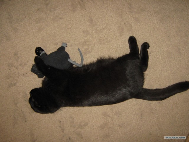Сонный Котовторник