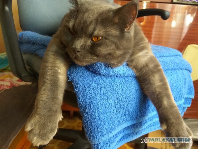 Котовторник (20.11.18)