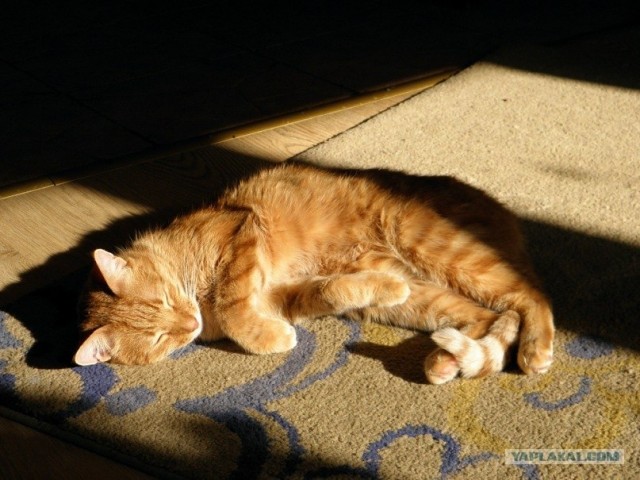 Котовторник 22.11.11