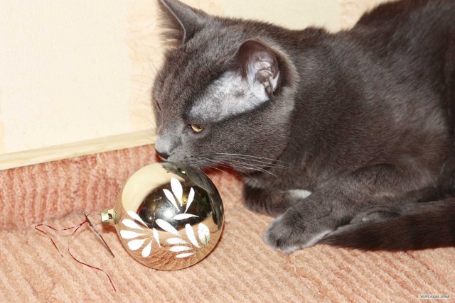 Котовторник 27.12.11