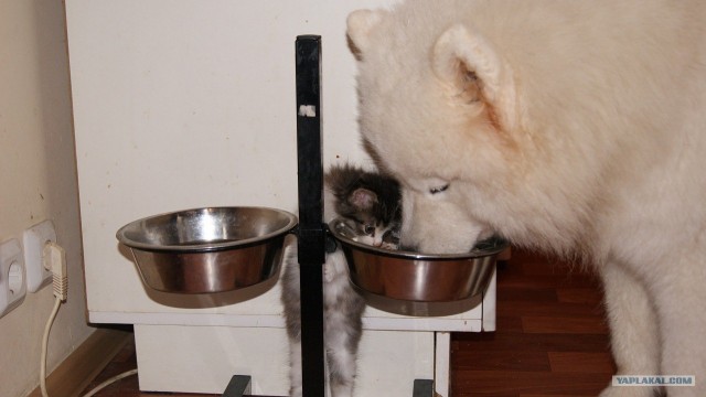 Котовторник (10.01.2012)