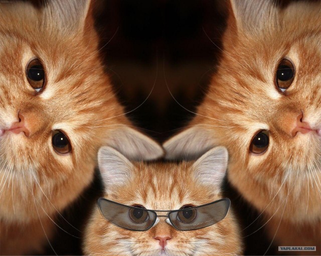 Котовторник (14.02.2012)