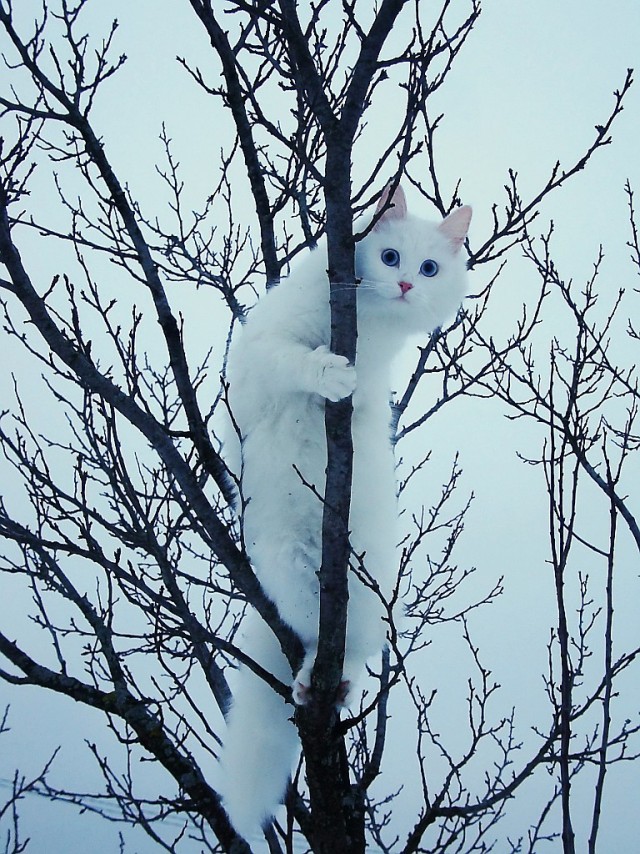 Котовторник 1 мая 2012