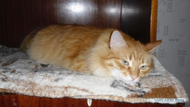 Котовторник 22.05.2012