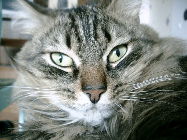 Котовторник   5.06.2012