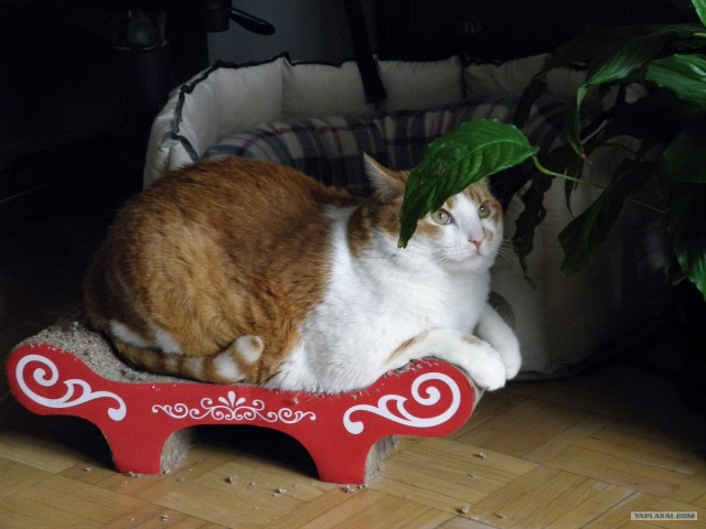 Котовторник 24.07.2012