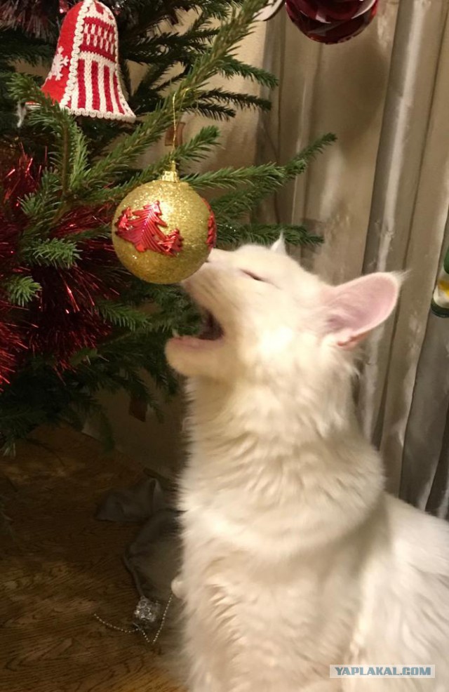 Тема про несчастного кота, в которой всем хорошим людям автор показывает сиськи!2