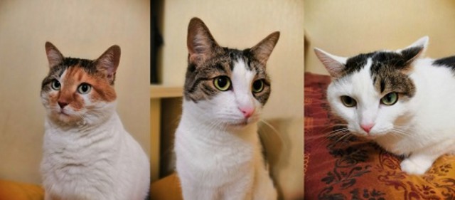 С Днём кошки!