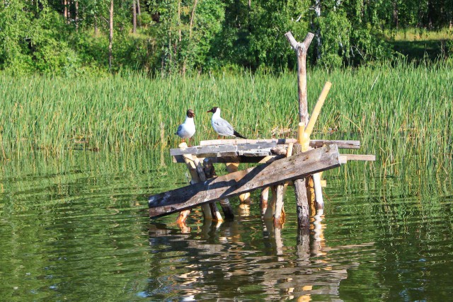 Соскучился по рыбалке