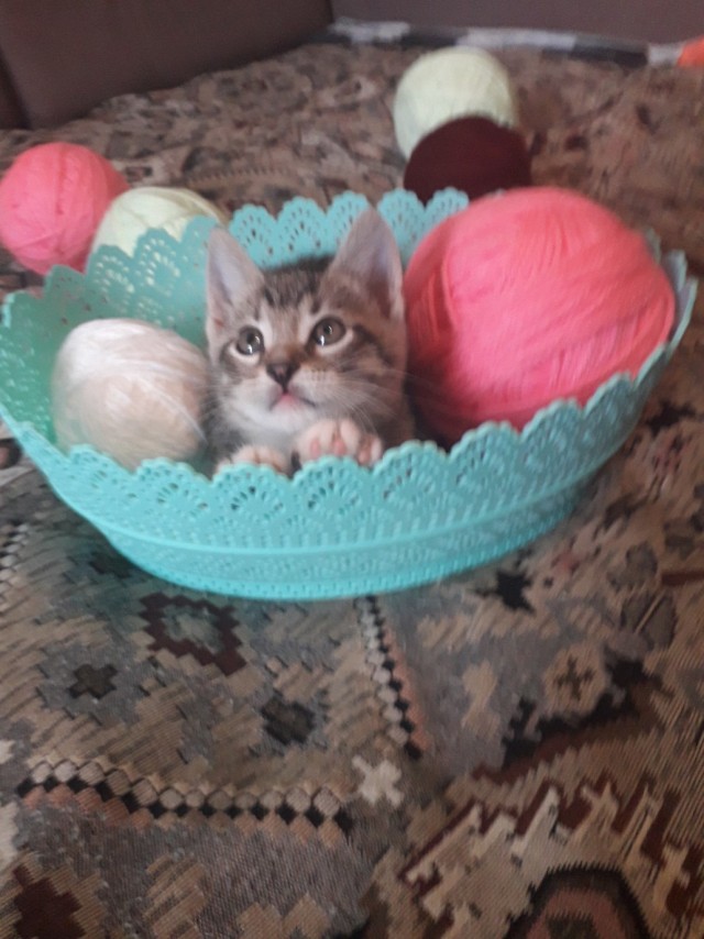 Забавные картинки с котами из сети