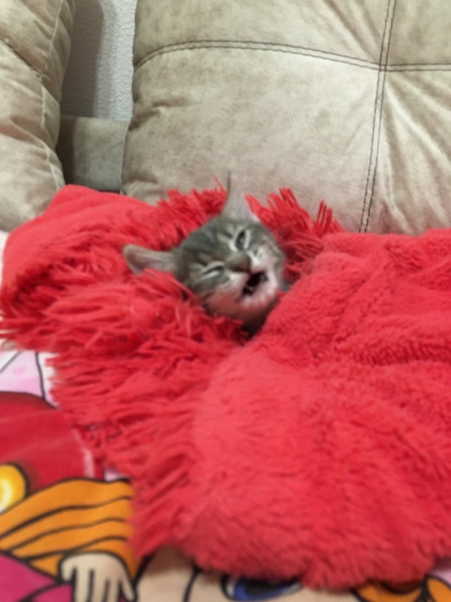 Забавные картинки с котами из сети
