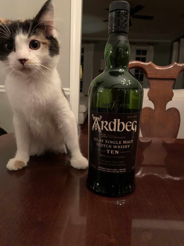 Коты из сети