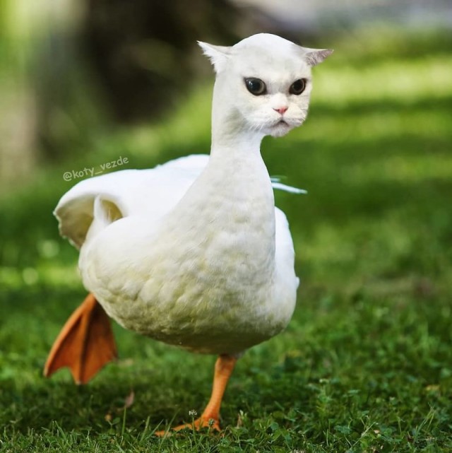 Коты везде