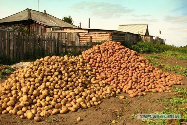 Будете сажать картошку в этом году?
