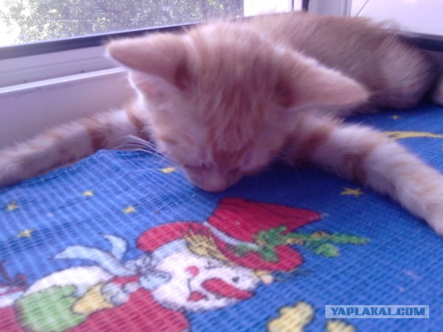 Котовторник