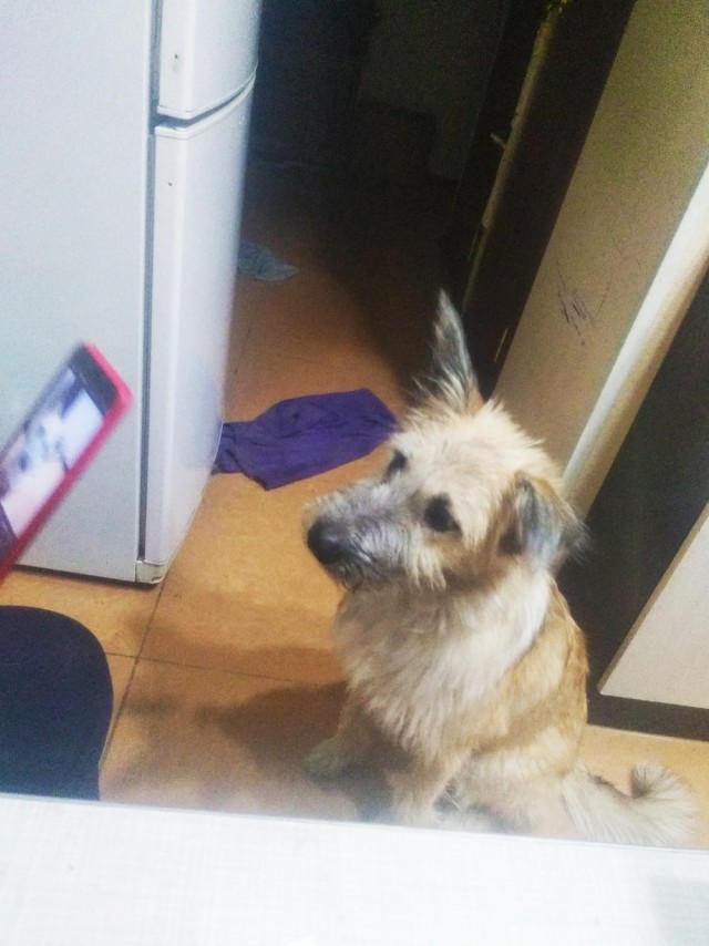 Зверушки