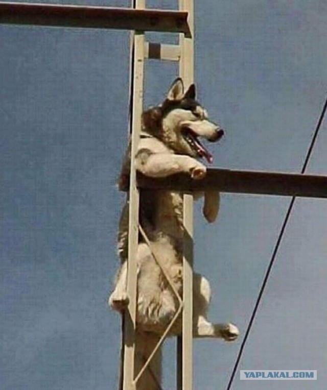 Животные неудачи