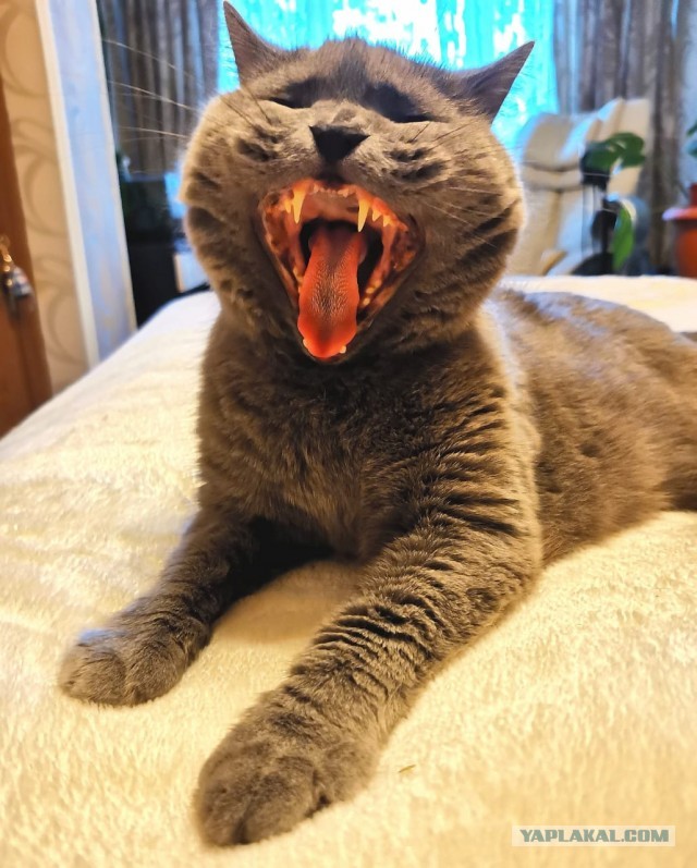 Вторник. Кото-вторник...