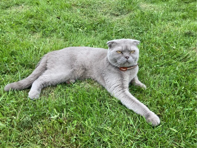 Кошкин день! Я, видимо первый.