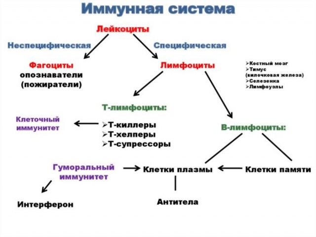 Попова: вакцина защитит на 99,3%, привитые не распространяют вирус