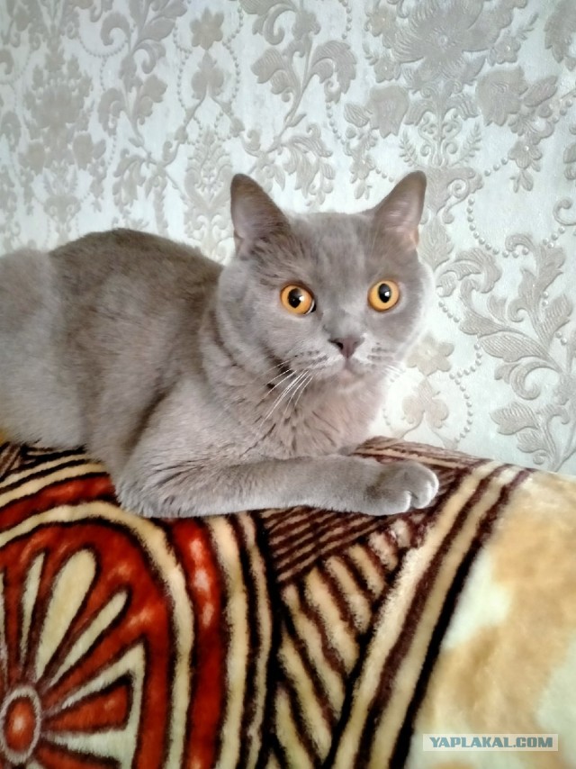 Давайте постить своих котов и кошек