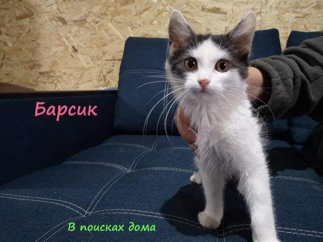Жизнь домашнего приюта "Котоленд" 309