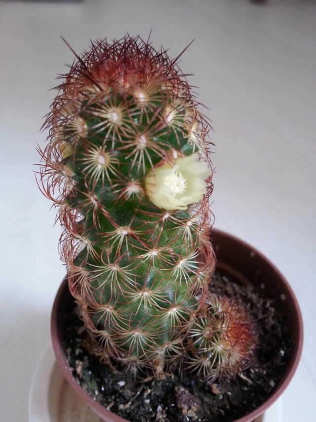Кактус