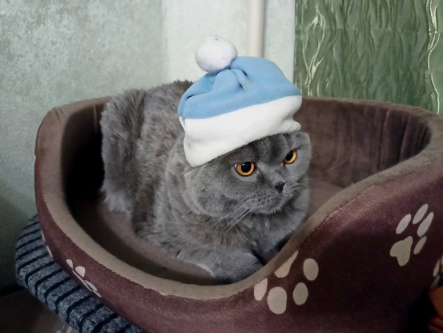 Вторник. Котэ. Пора