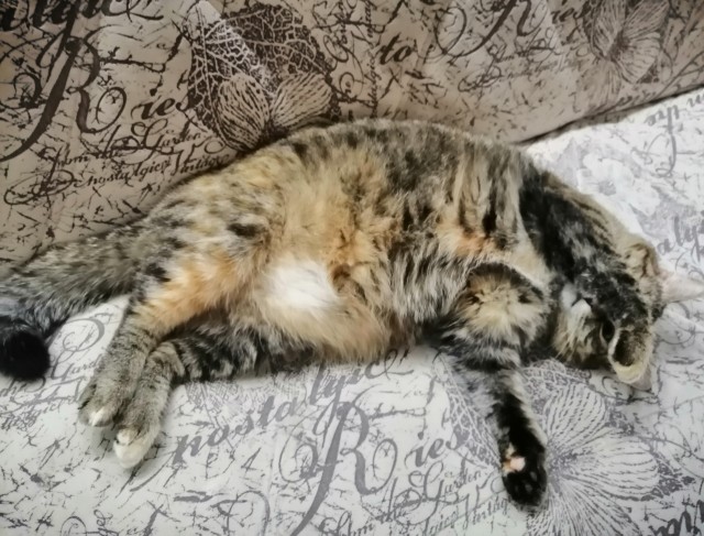 А ваши котейки че счас делают?