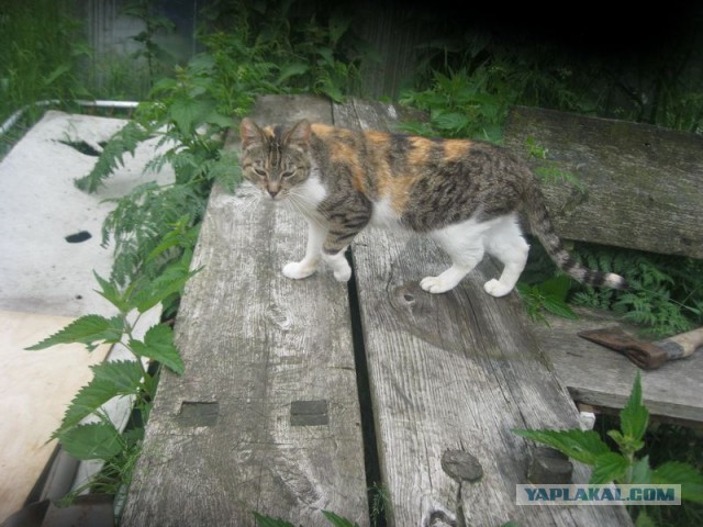 Жизнь домашнего приюта для котеек 397