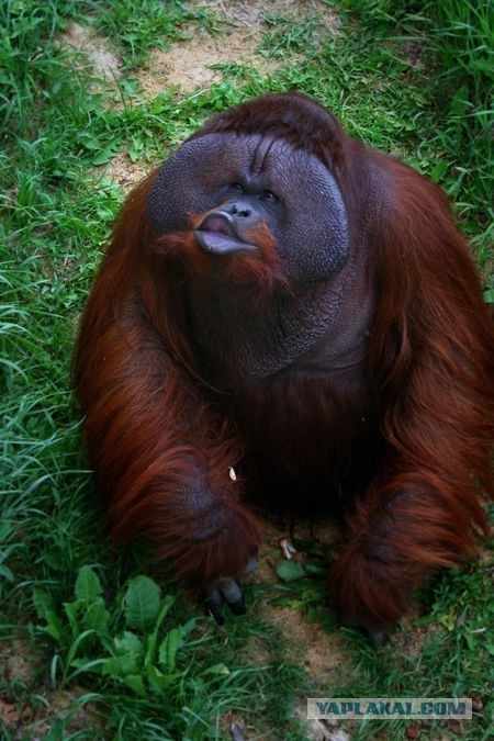 Сюда иди, обезьяна