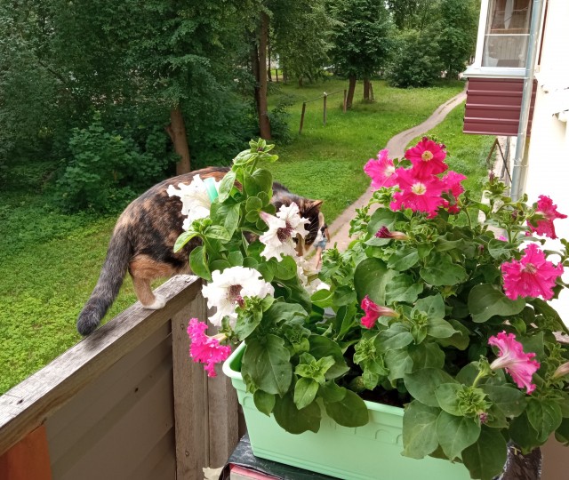 Ура! Котовторник.
