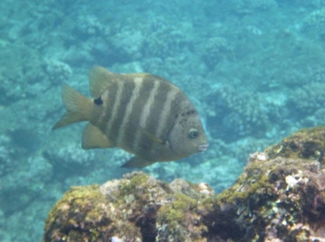 Деревенская Америка