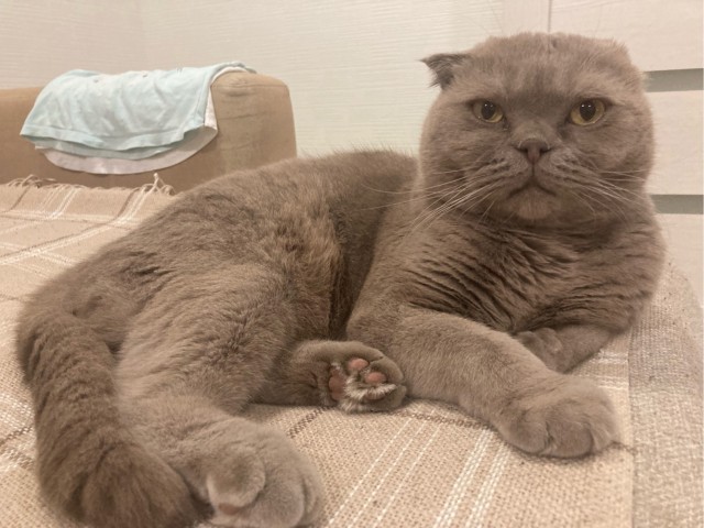 Котовторник 1.11.22